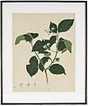 Botanical Study of Indian Mulberry (Morinda citrifolia), Opaque watercolor on paper
